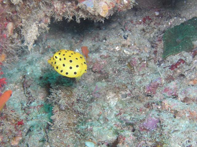 juger Würfel-Kofferfisch..JPG